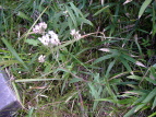 Tqh Eupatorium lindleyanum