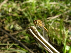 ALAJl Sympetrum frequens