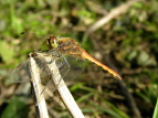 ALAJl Sympetrum frequens