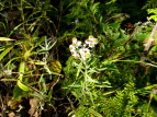 }nnR Anaphalis margaritacea