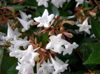 nicNolEcM Abelia grandiflora