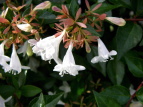 nicNolEcM Abelia grandiflora