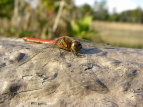 ALAJl Sympetrum frequens