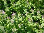 zgPmU@Lamium amplexicaule