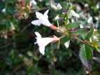 nicNolEcM Abelia grandiflora