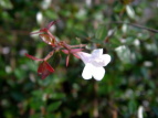 nicNolEcM Abelia grandiflora