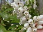 AZr Pieris japonica