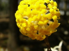 ~c}^ Edgeworthia chrysantha