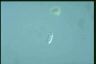 Chilomonas paramecium