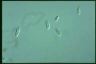 Chilomonas paramecium