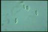 Chilomonas paramecium