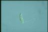 Euglena