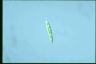 Euglena gracilis