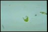 Euglena