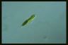 Euglena tripteris