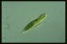 Euglena tripteris