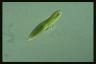 Euglena tripteris