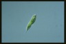 Euglena