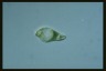 Euglena