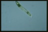 Euglena