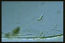 Euglena