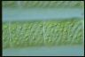 Spirogyra