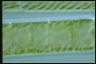 Spirogyra