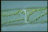 Spirogyra