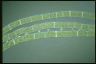 Spirogyra