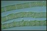 Spirogyra