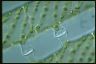 Spirogyra