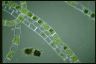 Spirogyra