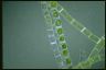 Spirogyra