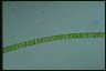 Spirogyra