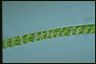 Spirogyra