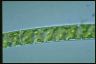 Spirogyra