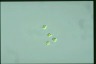 Oocystis