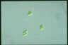 Oocystis