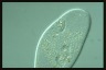 Ophryoglena