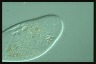 Ophryoglena