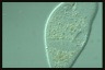 Ophryoglena