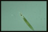 Euglena acus