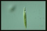 Euglena acus