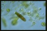 Euglena