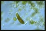 Euglena