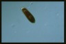 Euglena