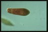 Euglena