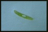 Euglena