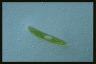 Euglena