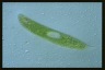 Euglena